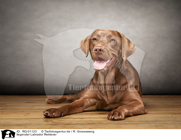 liegender Labrador Retriever / lying Labrador Retriever / RG-01123