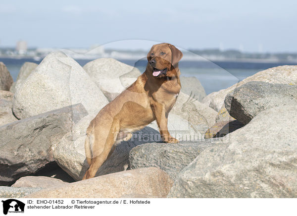 stehender Labrador Retriever / standing Labrador Retriever / EHO-01452