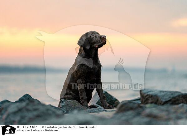 sitzender Labrador Retriever / LT-01187