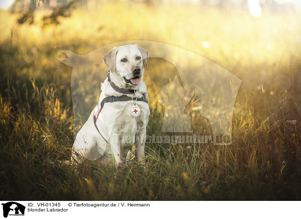 blonder Labrador / blonde Labrador / VH-01345