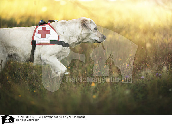 blonder Labrador / VH-01347