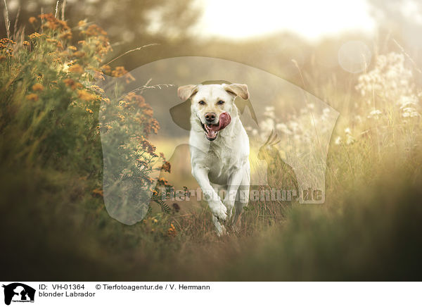 blonder Labrador / VH-01364