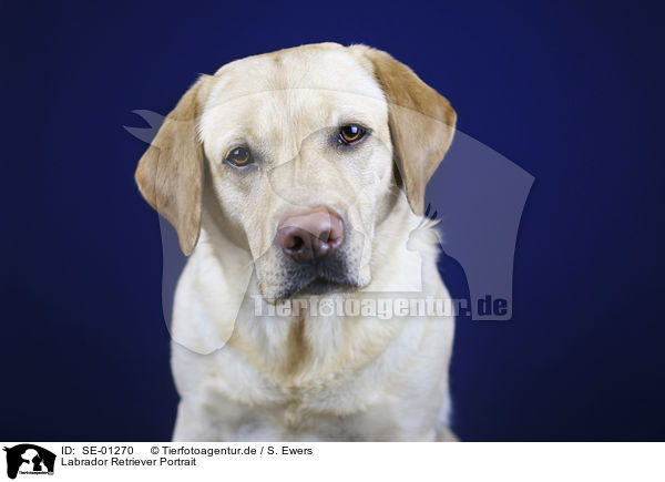 Labrador Retriever Portrait / SE-01270