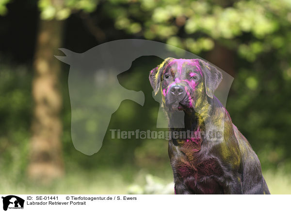 Labrador Retriever Portrait / Labrador Retriever portrait / SE-01441