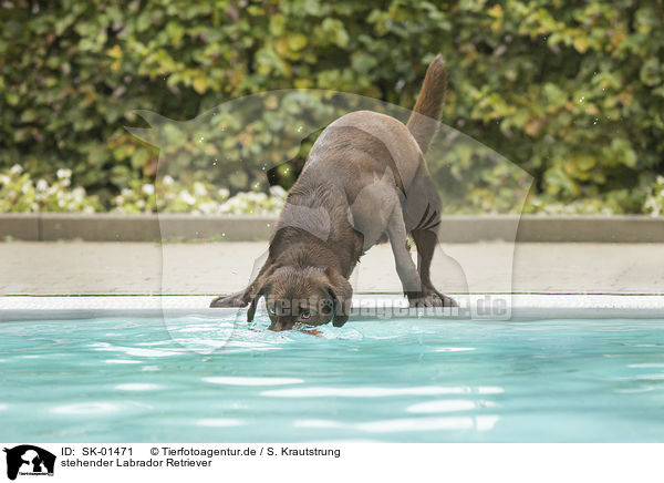 stehender Labrador Retriever / standing Labrador Retriever / SK-01471