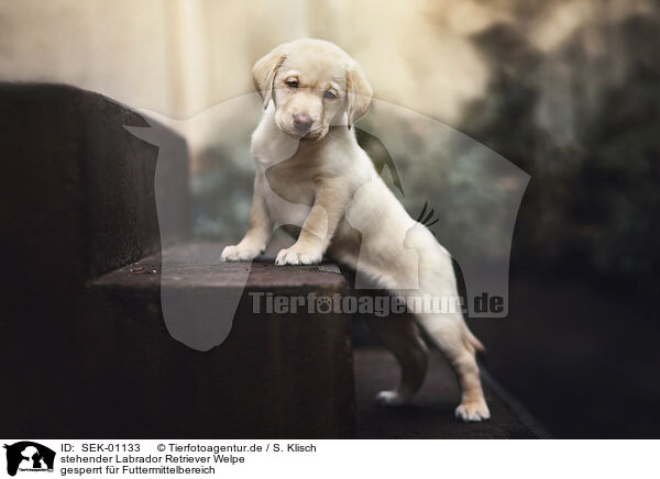 stehender Labrador Retriever Welpe / standing Labrador Retriever puppy / SEK-01133