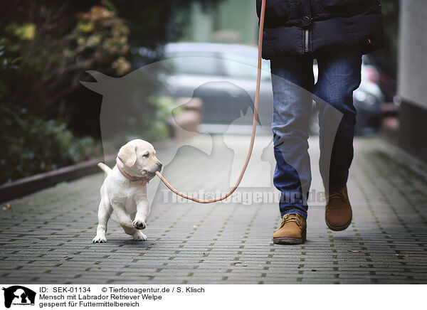 Mensch mit Labrador Retriever Welpe / human with Labrador Retriever Puppy / SEK-01134