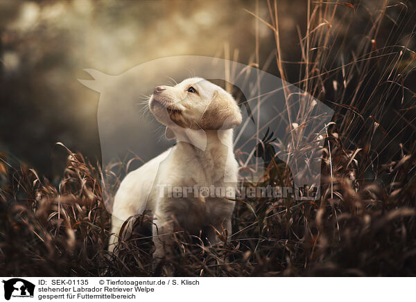 stehender Labrador Retriever Welpe / standing Labrador Retriever puppy / SEK-01135