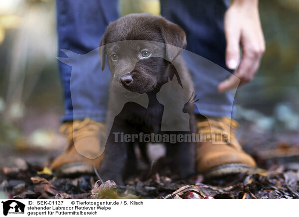 stehender Labrador Retriever Welpe / standing Labrador Retriever puppy / SEK-01137