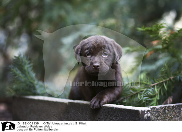 Labrador Retriever Welpe / Labrador Retriever Puppy / SEK-01139