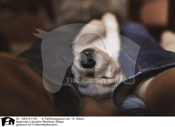liegender Labrador Retriever Welpe / SEK-01145