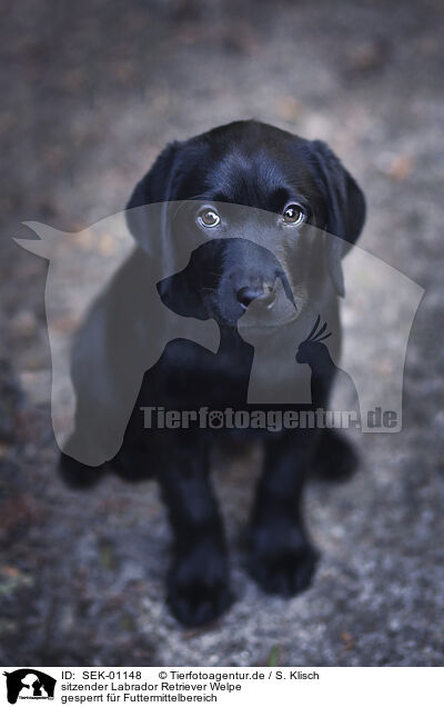 sitzender Labrador Retriever Welpe / sitting Labrador Retriever Puppy / SEK-01148