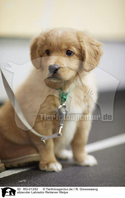 sitzender Labrador Retriever Welpe / sitting Labrador Retriever Puppy / RG-01292