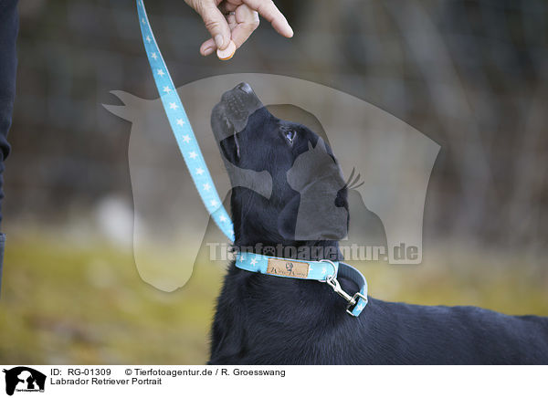 Labrador Retriever Portrait / RG-01309