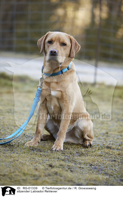 sitzender Labrador Retriever / RG-01339