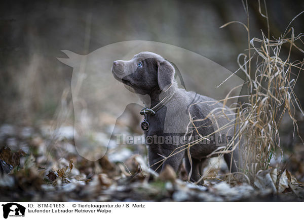 laufender Labrador Retriever Welpe / STM-01653