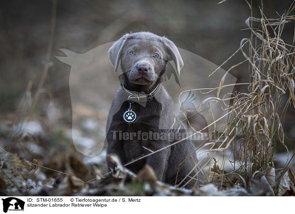 sitzender Labrador Retriever Welpe / STM-01655