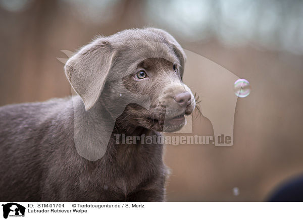 Labrador Retriever Welpe / Labrador Retriever puppy / STM-01704