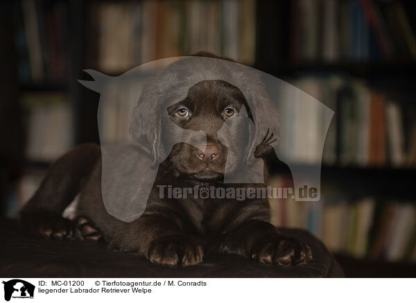 liegender Labrador Retriever Welpe / lying Labrador Retriever Puppy / MC-01200