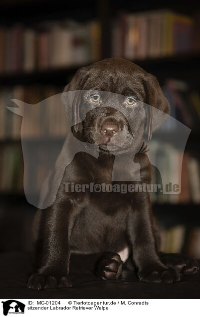 sitzender Labrador Retriever Welpe / sitting Labrador Retriever Puppy / MC-01204