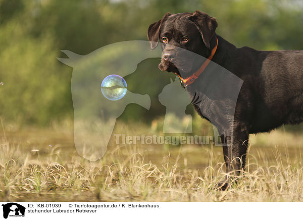 stehender Labrador Retriever / standing Labrador Retriever / KB-01939