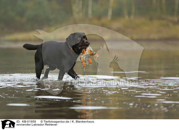 rennender Labrador Retriever / running Labrador Retriever / KB-01958
