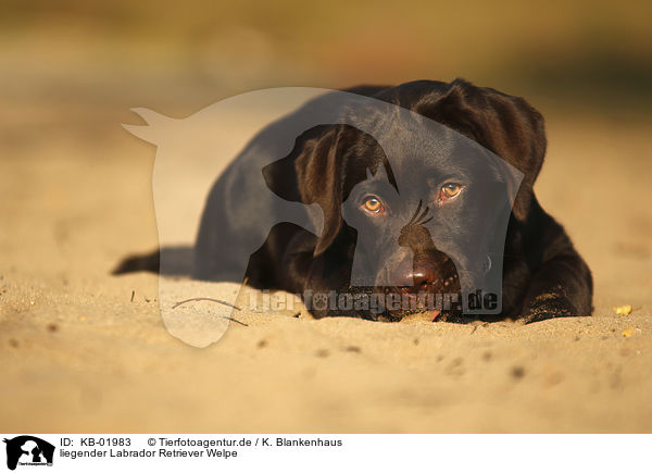 liegender Labrador Retriever Welpe / lying Labrador Retriever Puppy / KB-01983