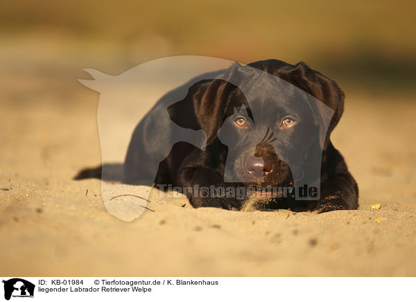 liegender Labrador Retriever Welpe / lying Labrador Retriever Puppy / KB-01984