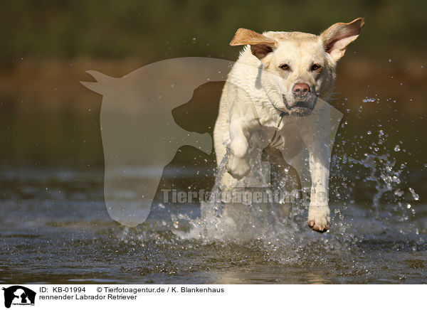 rennender Labrador Retriever / running Labrador Retriever / KB-01994
