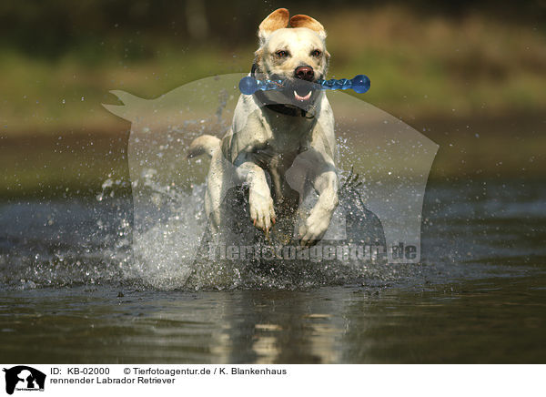 rennender Labrador Retriever / running Labrador Retriever / KB-02000