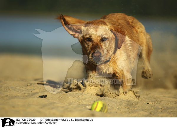spielender Labrador Retriever / playing Labrador Retriever / KB-02029