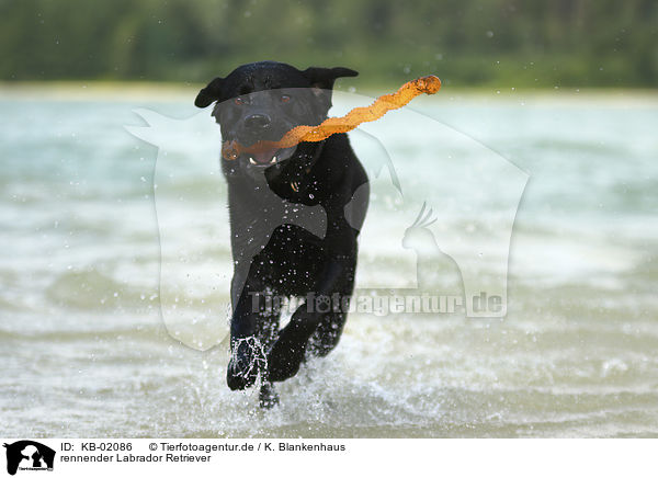 rennender Labrador Retriever / running Labrador Retriever / KB-02086