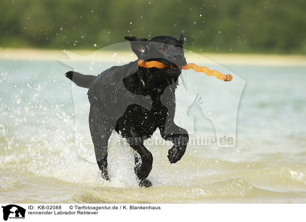 rennender Labrador Retriever / running Labrador Retriever / KB-02088