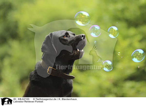 Labrador Retriever Portrait / Labrador Retriever portrait / KB-02100
