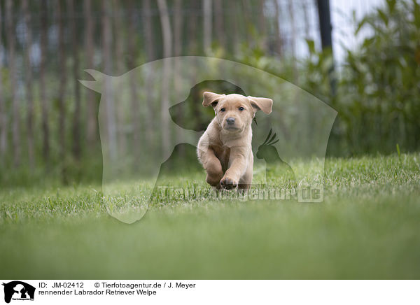 rennender Labrador Retriever Welpe / JM-02412