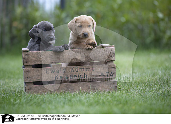 Labrador Retriever Welpen in einer Kiste / JM-02418
