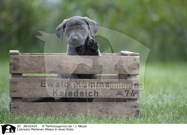Labrador Retriever Welpe in einer Kiste / JM-02420