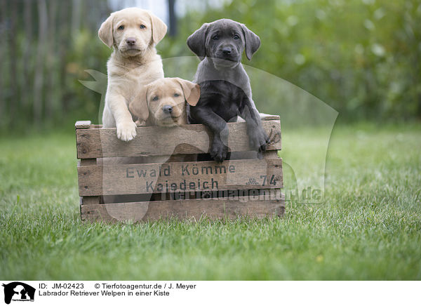 Labrador Retriever Welpen in einer Kiste / Labrador Retriever Puppies in a box / JM-02423