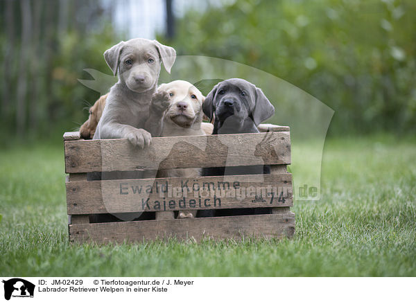 Labrador Retriever Welpen in einer Kiste / JM-02429