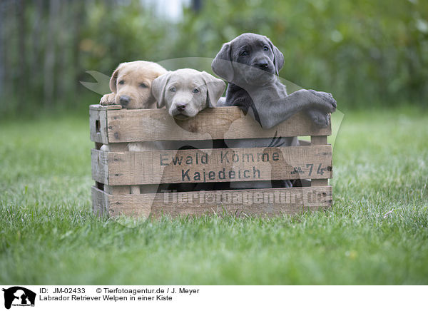 Labrador Retriever Welpen in einer Kiste / Labrador Retriever Puppies in a box / JM-02433
