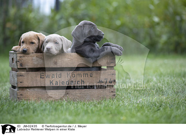 Labrador Retriever Welpen in einer Kiste / JM-02435