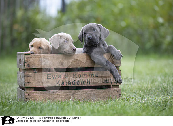 Labrador Retriever Welpen in einer Kiste / JM-02437