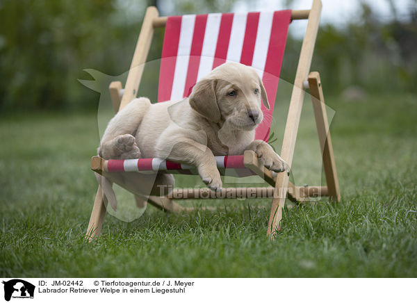 Labrador Retriever Welpe in einem Liegestuhl / Labrador Retriever Puppy in a deck chair / JM-02442