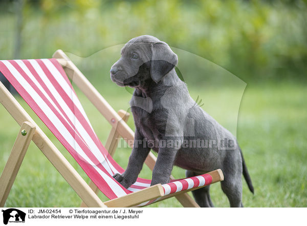 Labrador Retriever Welpe mit einem Liegestuhl / Labrador Retriever Puppy with a deck chair / JM-02454