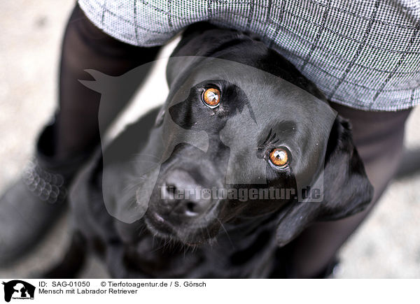 Mensch mit Labrador Retriever / human with Labrador Retriever / SAG-01050