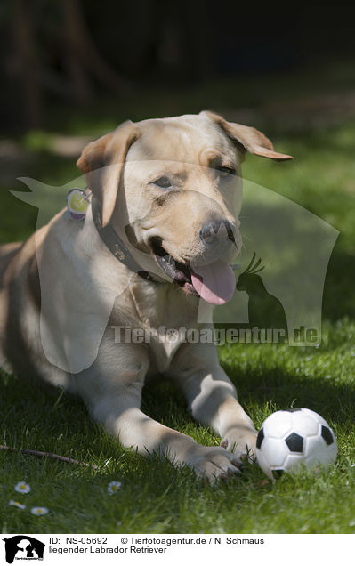 liegender Labrador Retriever / lying Labrador Retriever / NS-05692