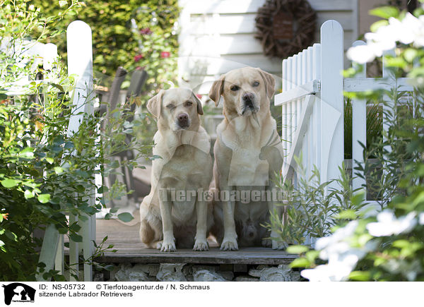 sitzende Labrador Retrievers / sitting Labrador Retrievers / NS-05732