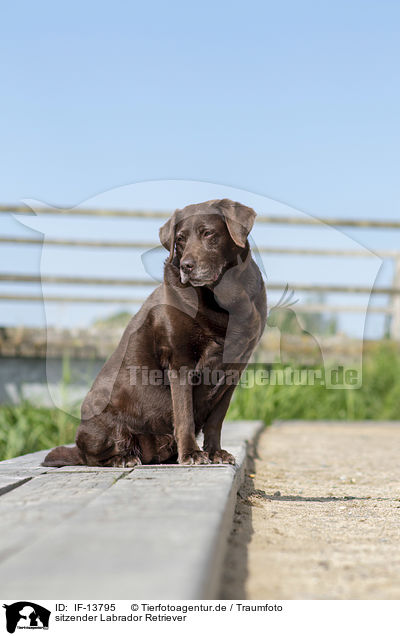 sitzender Labrador Retriever / sitting Labrador Retriever / IF-13795