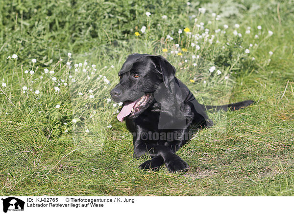Labrador Retriever liegt auf Wiese / Labrador Retriever lies on meadow / KJ-02765