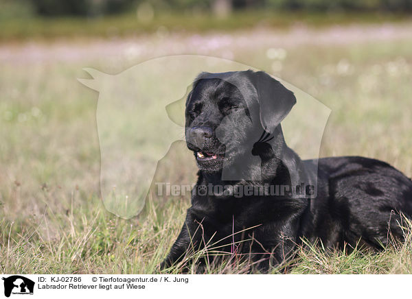 Labrador Retriever liegt auf Wiese / KJ-02786